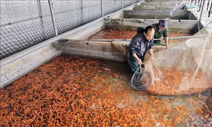 Làng Thủy Trầm 'đỏ rực' đón Tết ông Công, ông Táo
