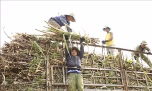 Vị ngọt từ mía