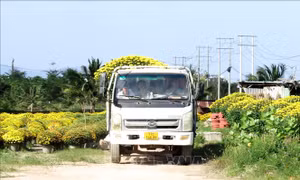 Thương lái gom hàng hoa phục vụ Tết
