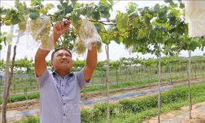 Xây dựng mô hình trồng nho an toàn tại Trà Vinh