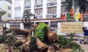 Vụ cây đổ trong trường học: TP Hồ Chí Minh rà soát toàn bộ cây xanh