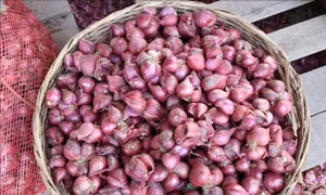 Hành tím được mùa, được giá