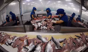 Cá tra có nhiều cơ hội vào thị trường Malaysia