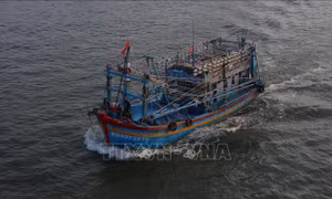 Ban hành Quy chế hoạt động của Ban Chỉ đạo về IUU