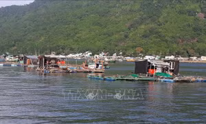 Không còn hiện tượng cá nuôi lồng bè chết bất thường