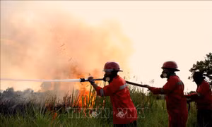 Indonesia huy động hàng trăm quân nhân ứng phó cháy rừng, phục hồi hệ sinh thái