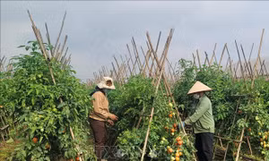 Nhiều mô hình nông nghiệp hiệu quả 