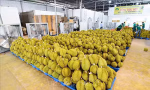 Thứ trưởng Trần Thanh Nam: Kết nối nông sản cần mang tính chất cấp vùng