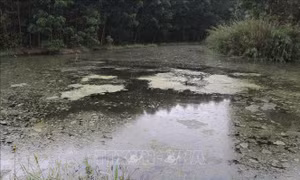 Hàng trăm hộ dân Hải Phòng khốn khổ vì trang trại lợn giữa khu dân cư