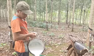 Giá cao su tăng mạnh, nông dân kỳ vọng mùa bội thu