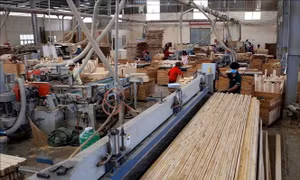 Bộ Tài chính có ý kiến về việc áp dụng mã HS với gỗ cao su xuất khẩu dạng tấm