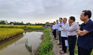 Chủ động phòng, chống hạn hán, xâm nhập mặn mùa khô 2020 - 2021