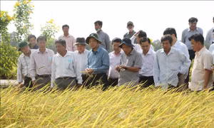Nghiên cứu quy trình để giống gạo ST thành thương hiệu gạo thơm Việt Nam