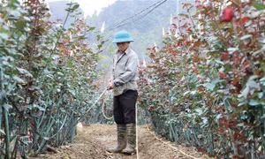 Vùng trồng hoa hồng chuẩn bị phục vụ Tết