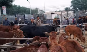 Nhộn nhịp phiên chợ trâu, bò lớn nhất vùng Bắc Trung Bộ