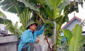 Khan hiếm chuối tiến Vua dịp Tết Nguyên Đán