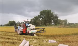 Định hướng nông dân sử dụng giống lúa thơm, chất lượng cao vào sản xuất