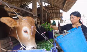 Giảm nghèo bền vững ở huyện vùng cao Mèo Vạc