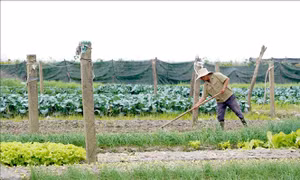 'Vựa rau' lớn của tỉnh Quảng Trị được mùa, mất giá