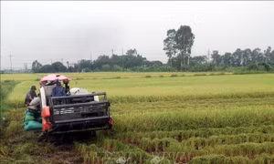Từ miền 'quê lúa' đến điểm sáng phát triển của vùng Đồng bằng Bắc Bộ