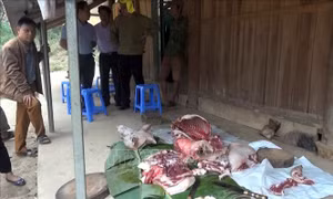  Mua thịt lợn có nguồn gốc xuất xứ, nấu chín kỹ trước khi dùng