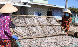 Chế biến cá khô tại Bến Tre nhộn nhịp vào vụ tết