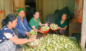 OCOP đã có thương hiệu, vì sao nông sản vẫn lo đầu ra?