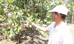 Bọ trĩ 'tấn công' vườn điều Bình Phước