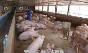 Giá thịt lợn hơi tăng cao nhưng người chăn nuôi không nên tăng đàn ồ ạt