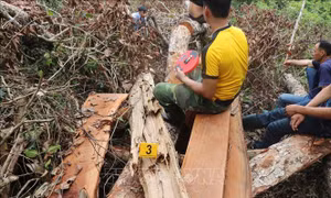 Làm rõ trách nhiệm vụ phá rừng nghiến cổ thụ nghiêm trọng tại Bắc Kạn
