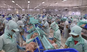 Kéo dài chu kỳ tăng trưởng ngành cá tra - Bài 2: Vẫn còn những nỗi lo