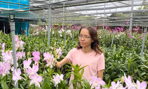 Dành trọn đam mê với giống lan dendro