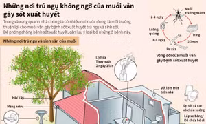 Những nơi trú ngụ không ngờ của muỗi vằn gây sốt xuất huyết