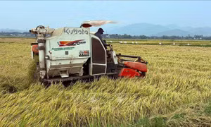 Thúc đẩy chuỗi liên kết sản xuất lúa giống bền vững