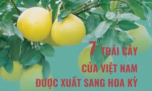 7 trái cây của Việt Nam được xuất sang Hoa Kỳ