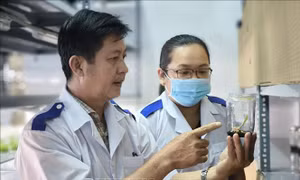Thành công khi nhân giống dừa bằng phương pháp nuôi cấy mô