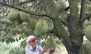 Thâm canh sầu riêng thích ứng biến đổi khí hậu
