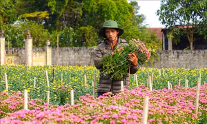 Thủ phủ hoa Quảng Trị tấp nập cung ứng cho vụ Tết