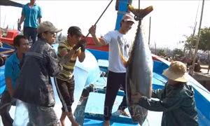 Khắc phục 'thẻ vàng' IUU: Khó khăn trong việc truy suất nguồn gốc thủy sản