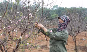 Để đào phai Đông Sơn có chỗ đứng 