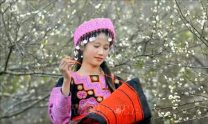 Rực rỡ sắc hoa Xuân đón Tết