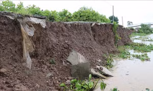Trà Vinh: Công bố tình huống khẩn cấp sự cố sạt lở bờ sông khu vực ấp Bà Trầm