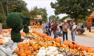 Thời tiết khắc nghiệt ảnh hưởng tới nguồn cung bí ngô mùa Halloween