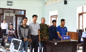 Giữ nguyên bản án với 5 bị cáo vụ cưa trộm gỗ trắc khô