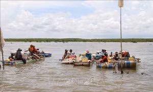 Rừng phòng hộ ven biển mới trồng ở Sóc Trăng bị ảnh hưởng do khai thác nghêu, sò huyết giống