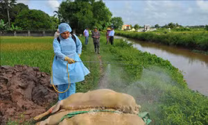 Ngành nông nghiệp kiểm tra việc phòng, chống dịch tả lợn châu Phi