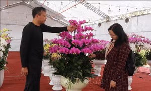 Xuân sớm trên những làng hoa  