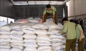 Gần 13.000 kg đường cát nhập lậu giấu trong vườn cao su