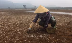 Mật độ quá dầy, nhiệt độ chênh lệch cao khiến ngao chết hàng loạt ở Thanh Hóa