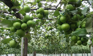 Trồng táo an toàn trong nhà lưới